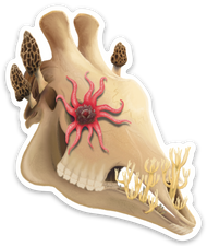 Fungal Giraffe Skull - Matte Sticker