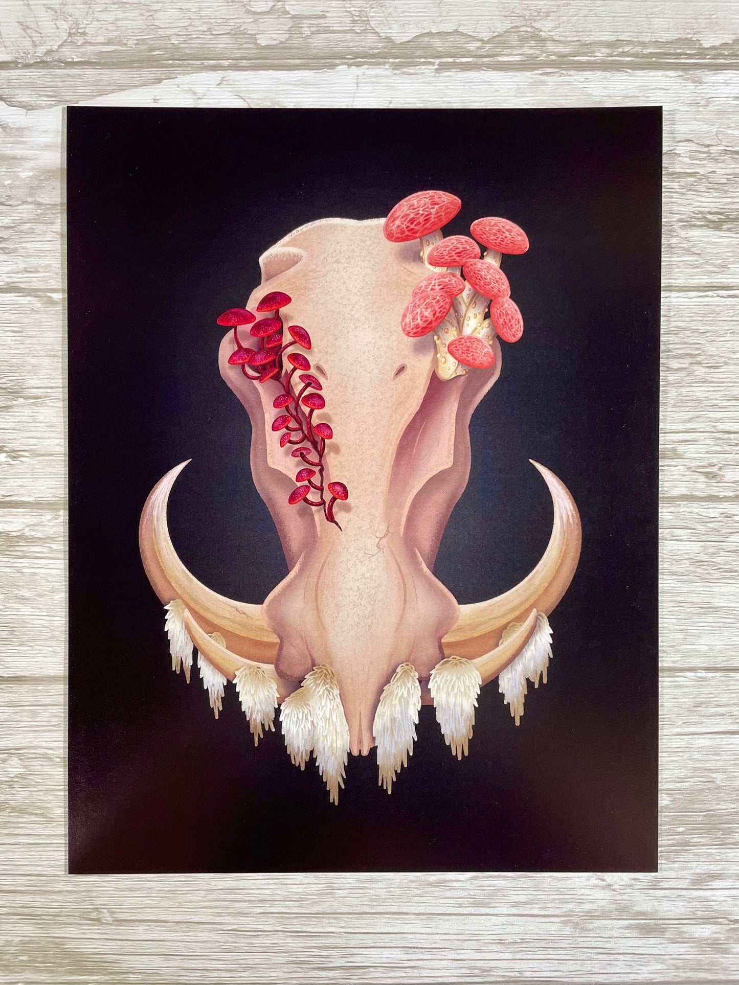Fungal Warthog Skull - Art Print