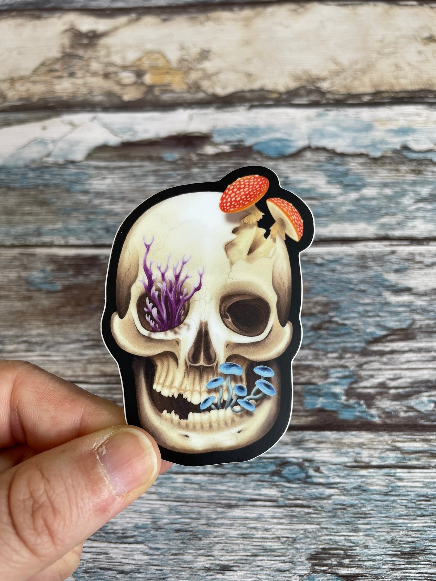 A hand holding a 3 inch by 2.09 inch matte finish human skull vinyl sticker that has various fungi growing out of it