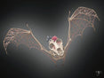 Fungal Bat Skeleton