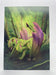 Atlantisite Mineral Dragon - Art Print