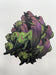 Atlantisite Mineral Dragon - Matte Sticker