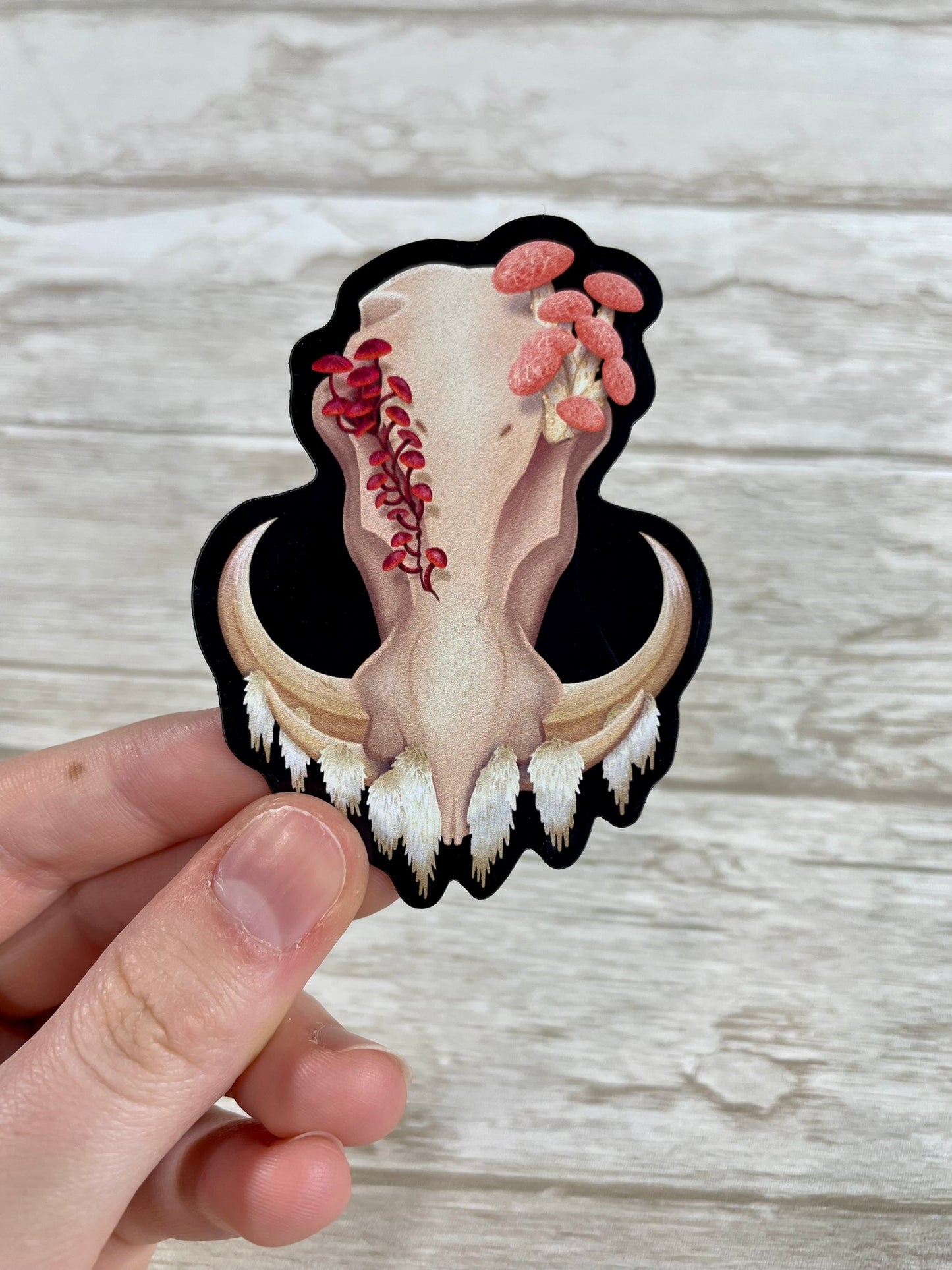 A 3 inch tall magnet for the refrigerator featuring a front facing warthog skull with 3 different kinds of fungi growing out of it